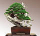 Bonsai ogród