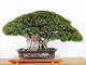 Bonsai do domu