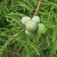Taxodium, metasequoia