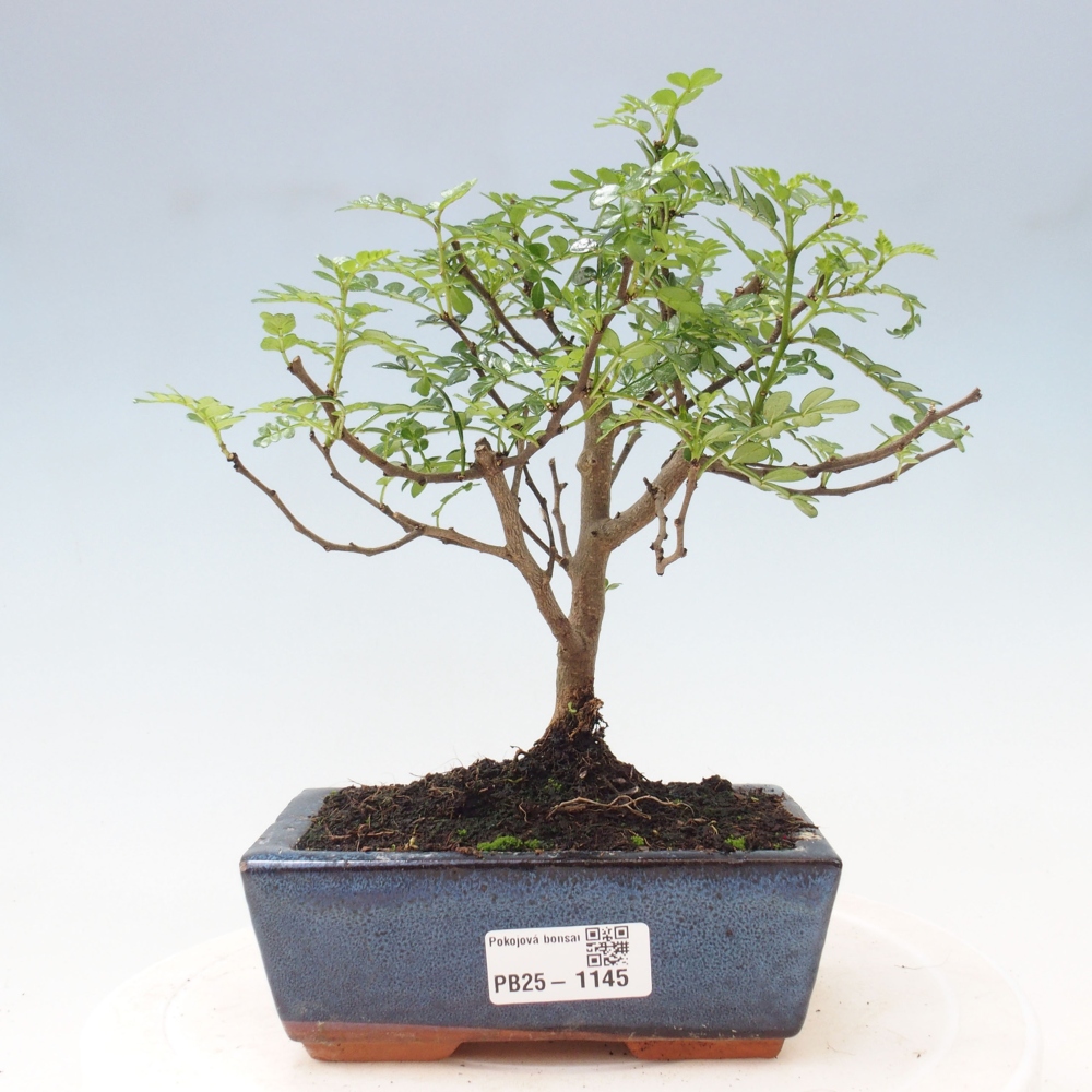 Kryty bonsai - Zantoxylum piperitum - Mięta pieprzowa