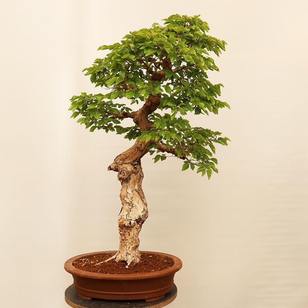 Bonsai plenerowe - Carpinus Coreana - grab koreański