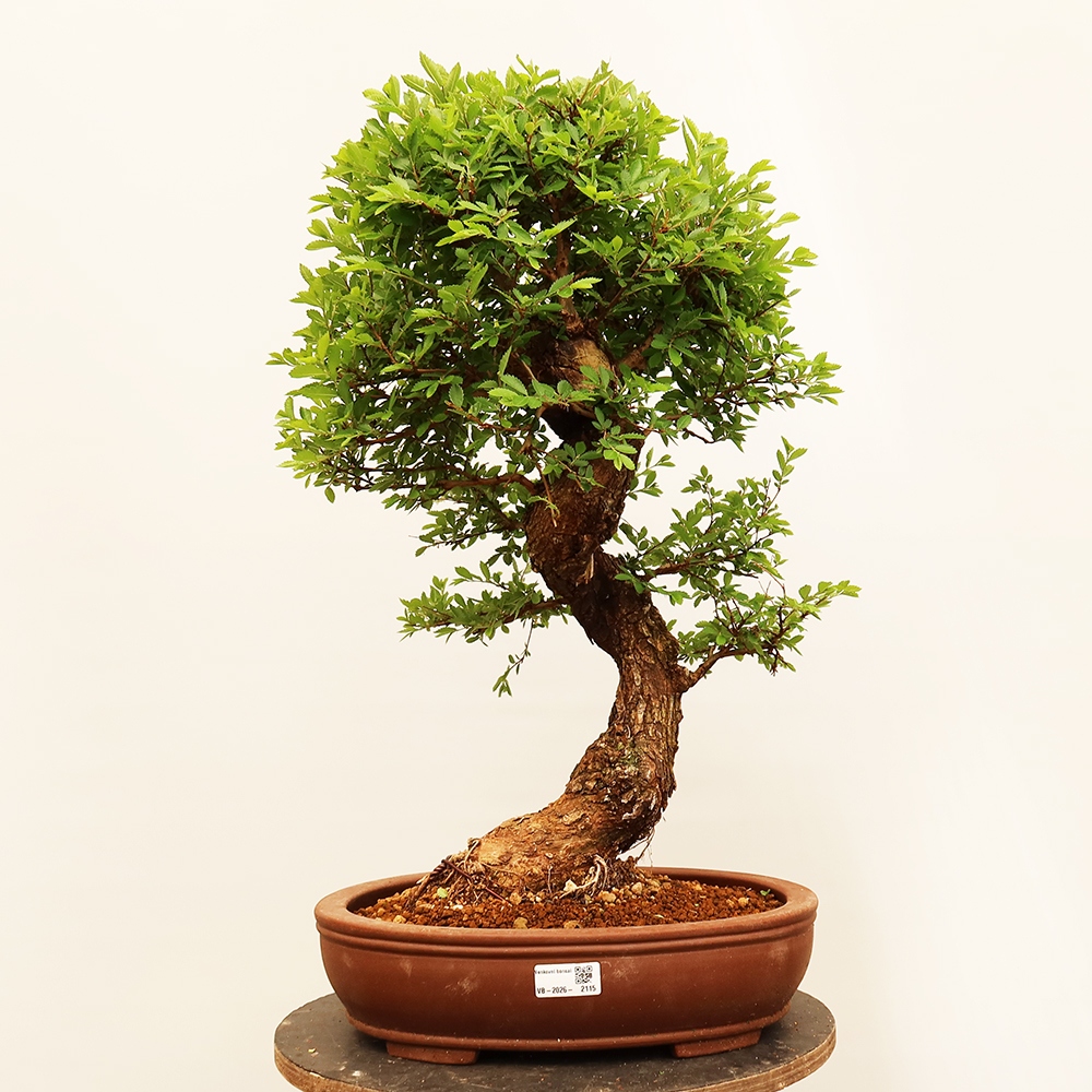 Bonsai na świeżym powietrzu - Zelkova - Zelkova NIRE
