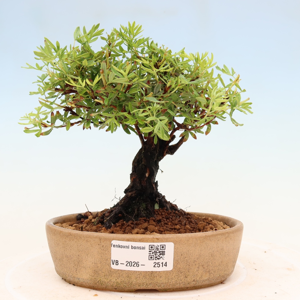Bonsai zewnętrzne - Potentila fruticosa