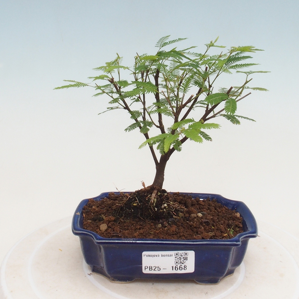 Pokój bonsai-Calliandra surinamensis Dixie Pink - Kaliandra z Surii