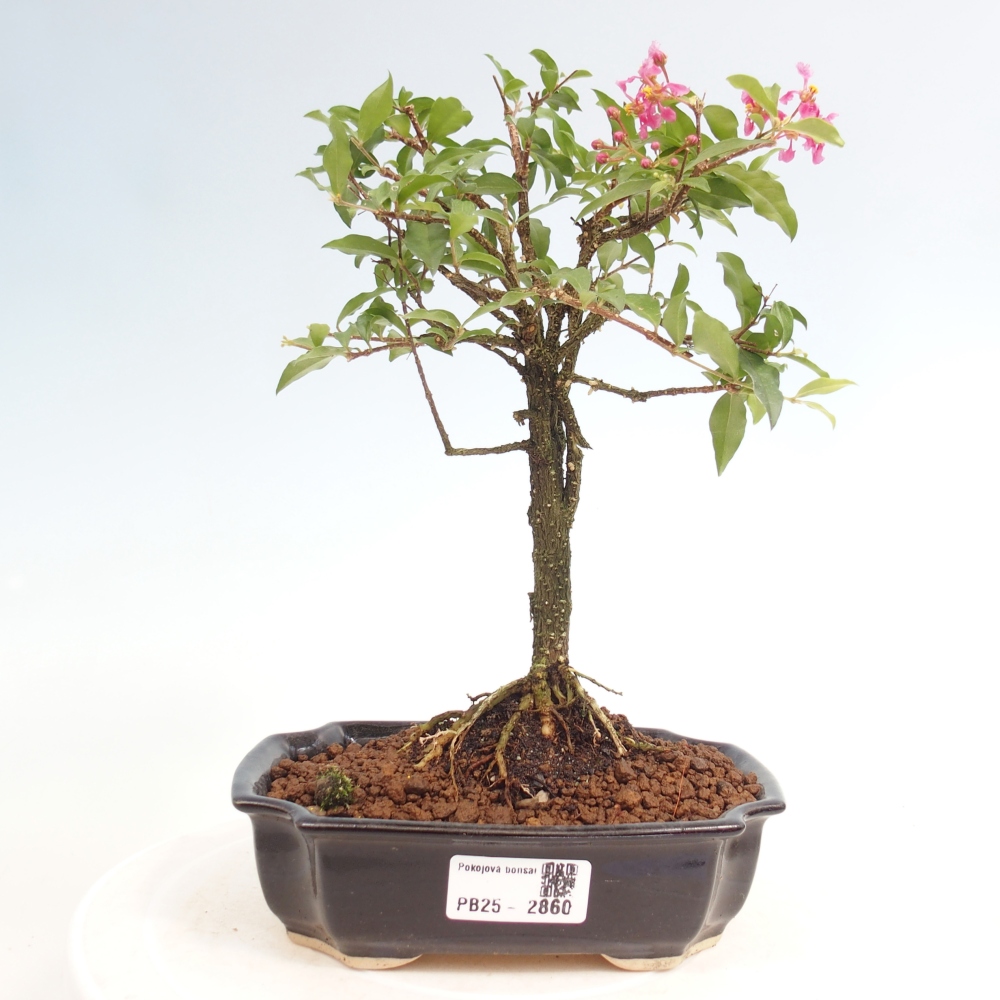 Bonsai pokojowe - Malpighia coccigera - Wiśnia Barbdorska