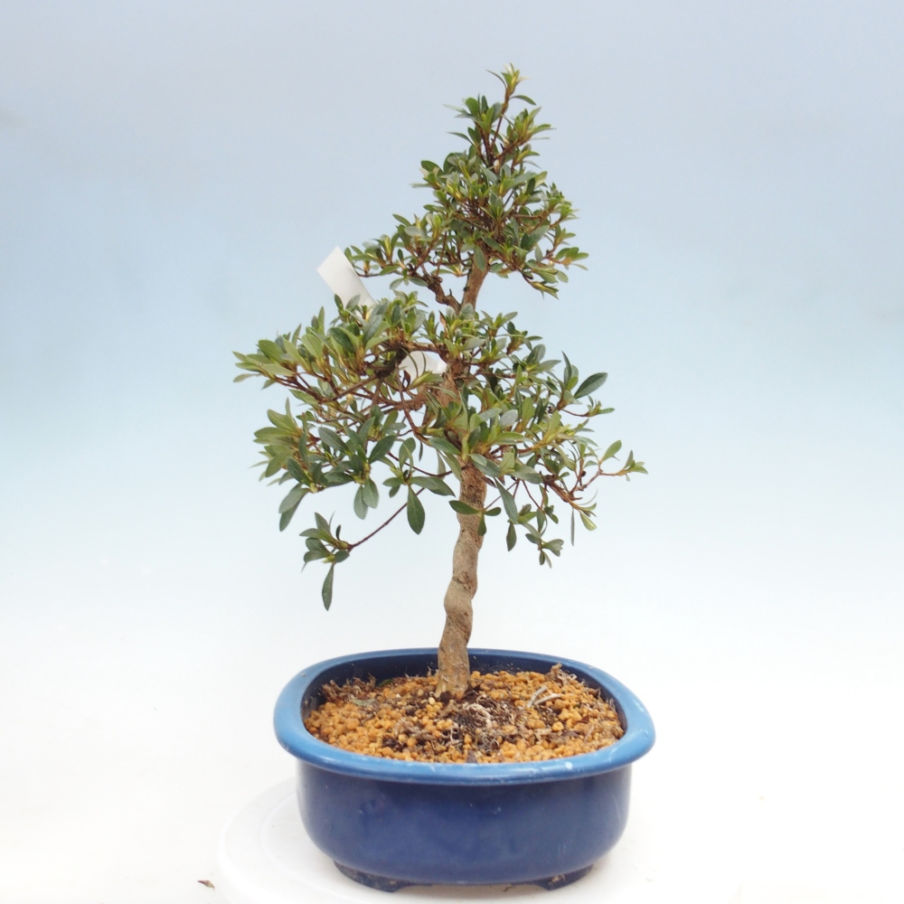 Outdoor bonsai - Azalia japońska - Azalia Nasuno