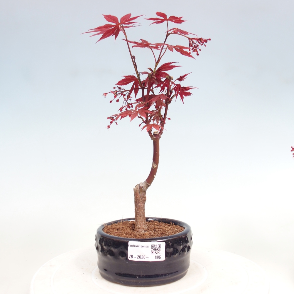 Bonsai na zewnątrz - Palma Acer. Atropurpureum-Javor palmate