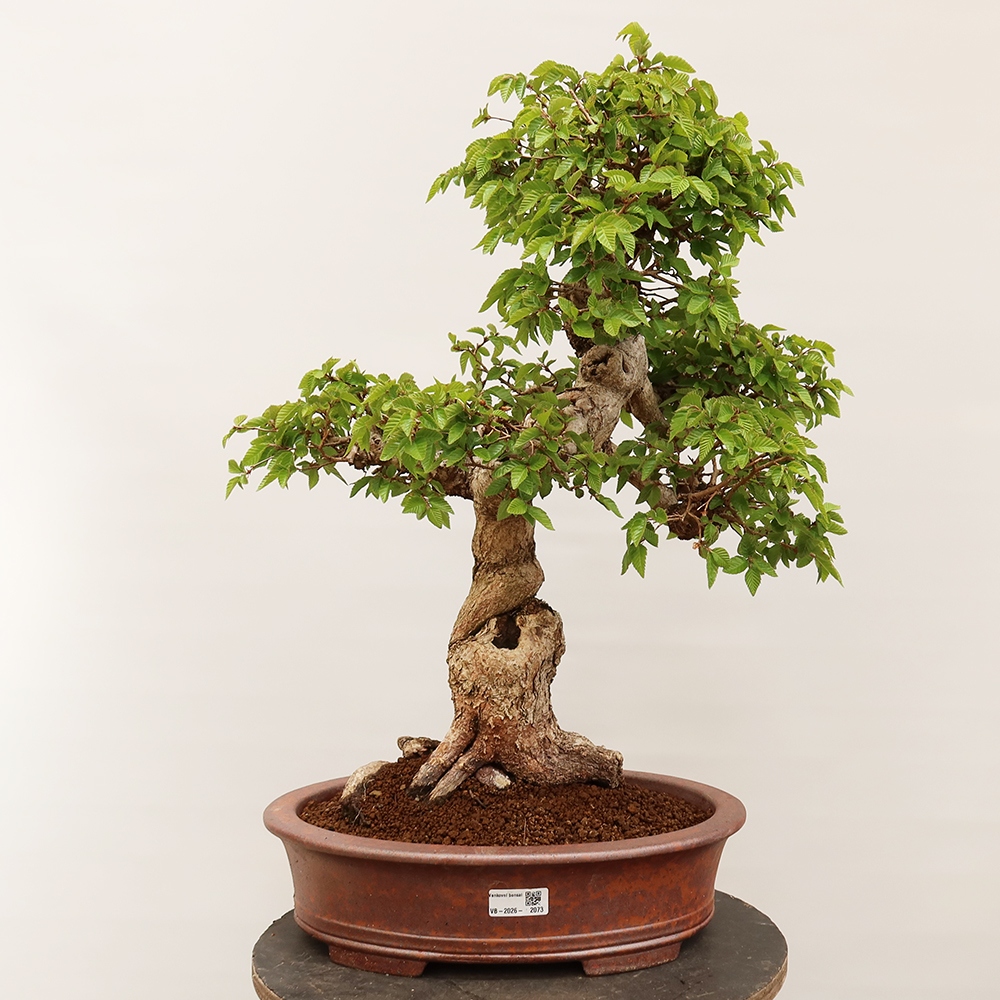 Bonsai plenerowe - Carpinus Coreana - grab koreański