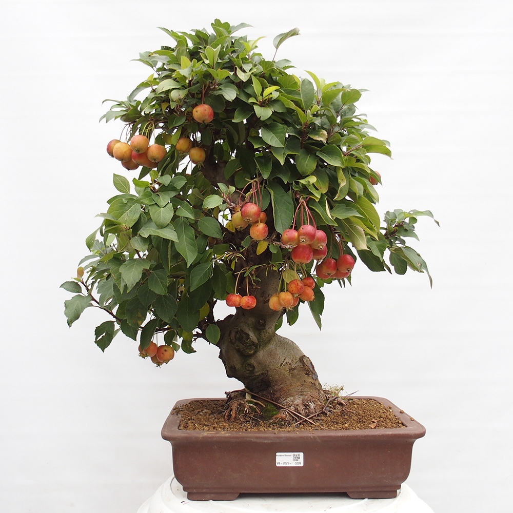 Bonsai plenerowe - Malus Halliana - Jabłoń drobnoowocowa