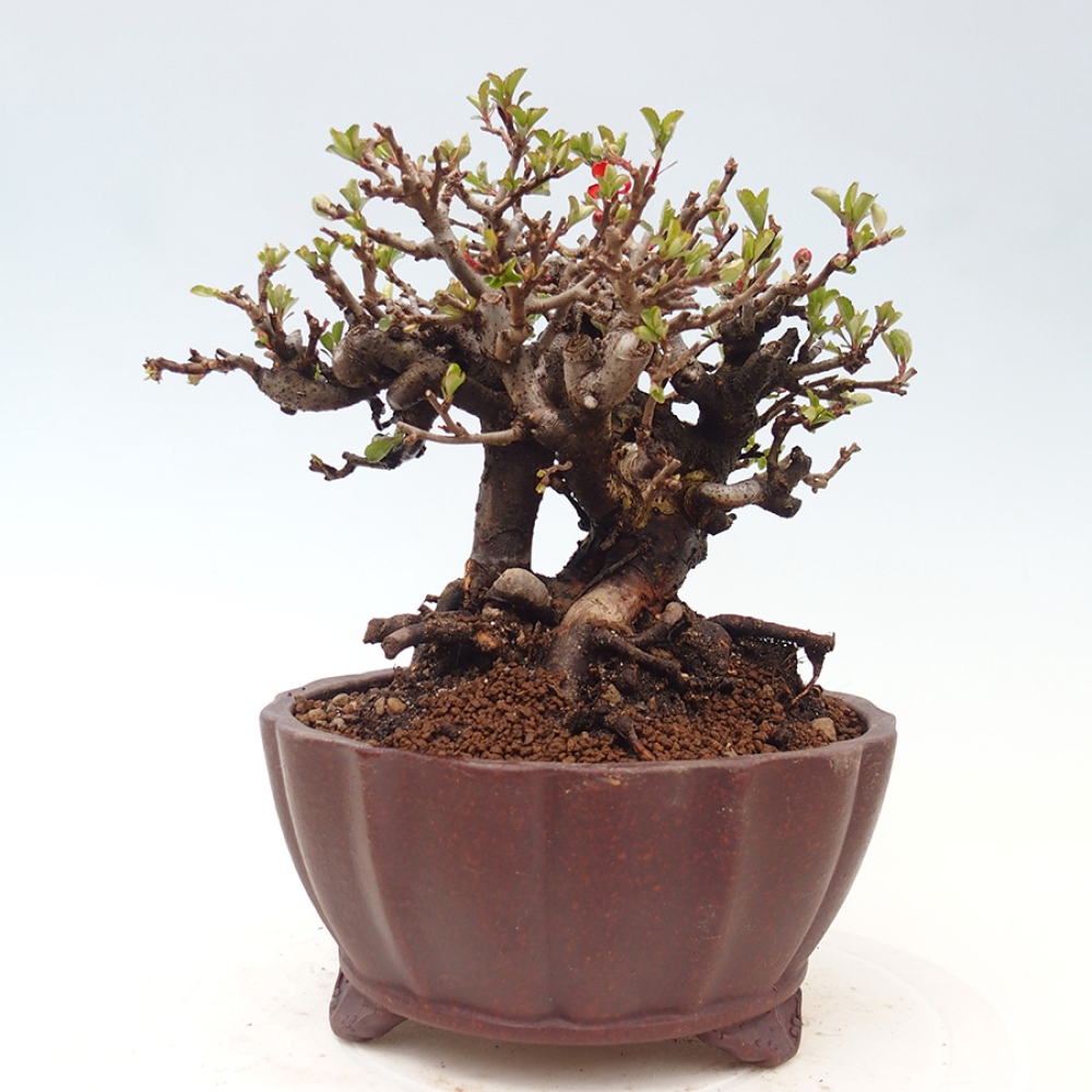 Bonsai zewnętrzne - Chaneomeles speciosa - Pigwa