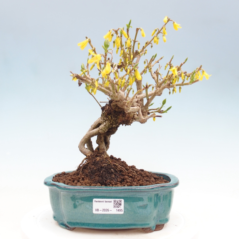 Outdoor bonsai - Zlatice - Forsycja koreańska