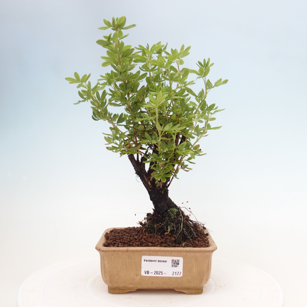 Outdoor bonsai-Pięciolistnik - Potentila fruticosa żółty Ptak