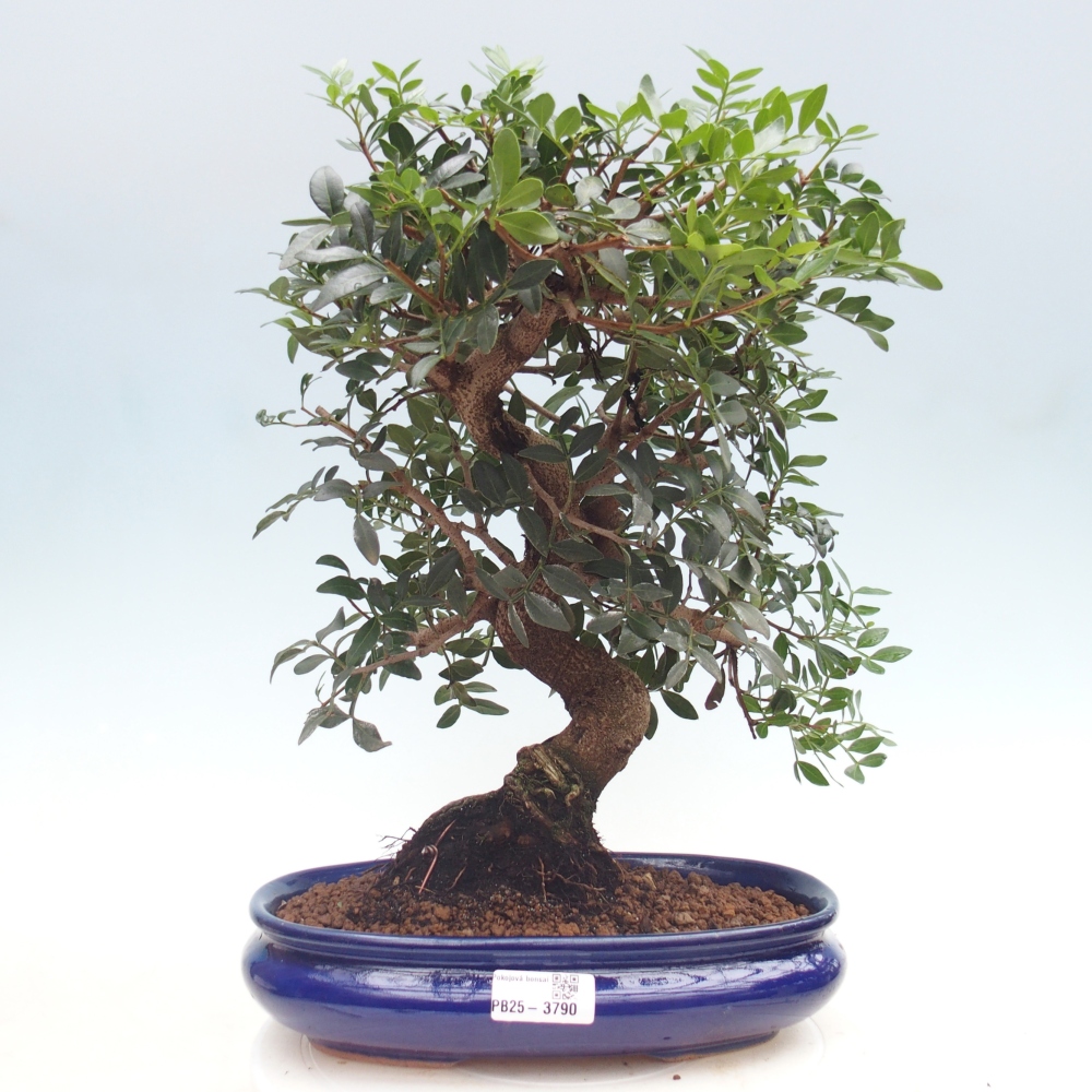 Bonsai pokojowe - Pistacja