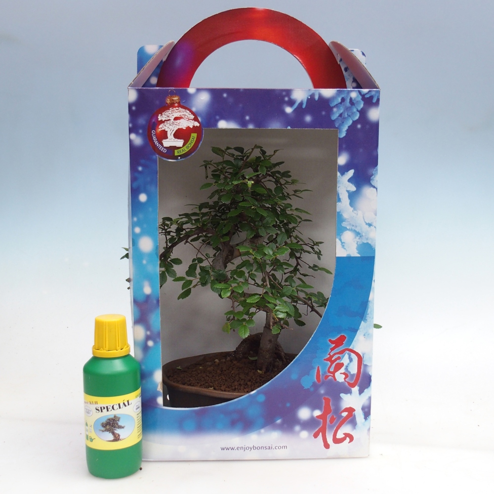 Ulmus parvifolia - wiąz chiński