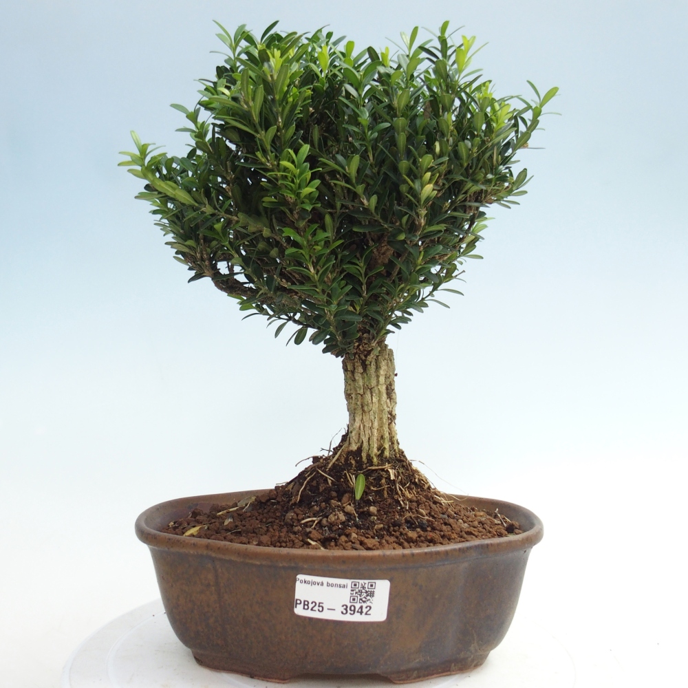 Pokój bonsai - Buxus harlandii - buxus korkowy