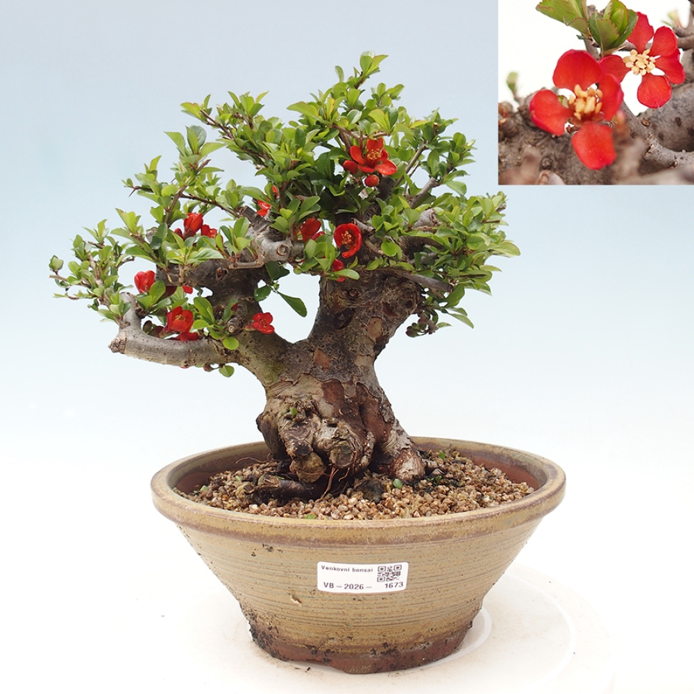 Bonsai zewnętrzne - Chaneomeles speciosa - Pigwa