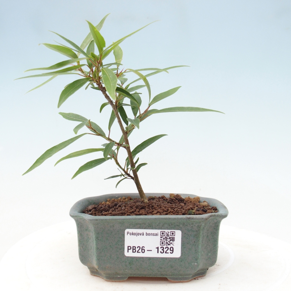 Pokój bonsai - Ficus nerifolia - figowiec drobnolistny