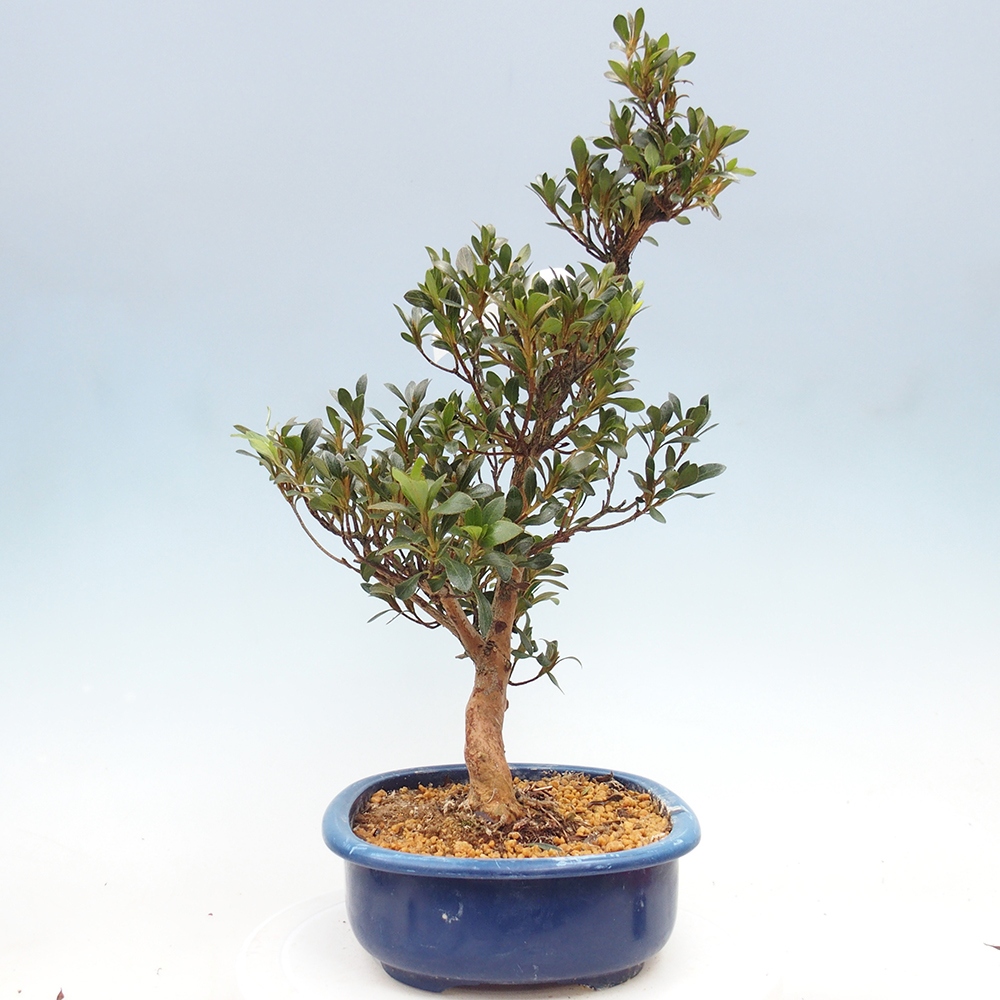 Bonsai zewnętrzne - Azalia japońska - Azalia HANABIN