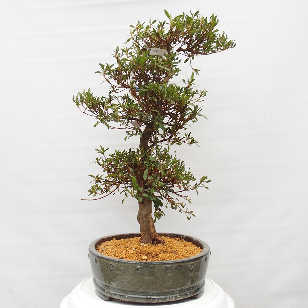 Bonsai zewnętrzne - Azalia japońska - Azalia CHIHIRO