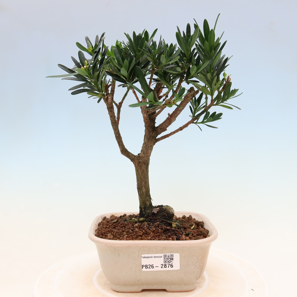 Pokój bonsai - Podocarpus - Kamienny cis