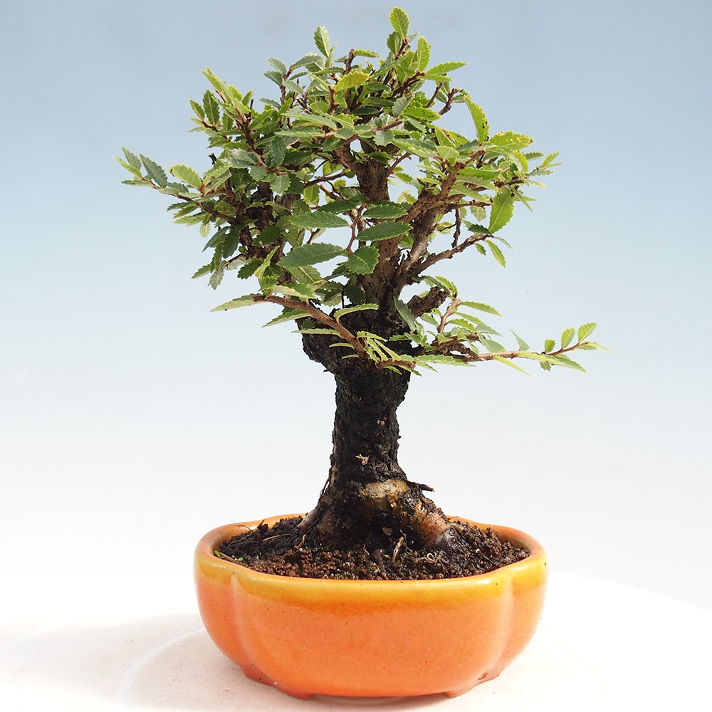 Outdoor bonsai - Zelkova - Zelkova NIRE