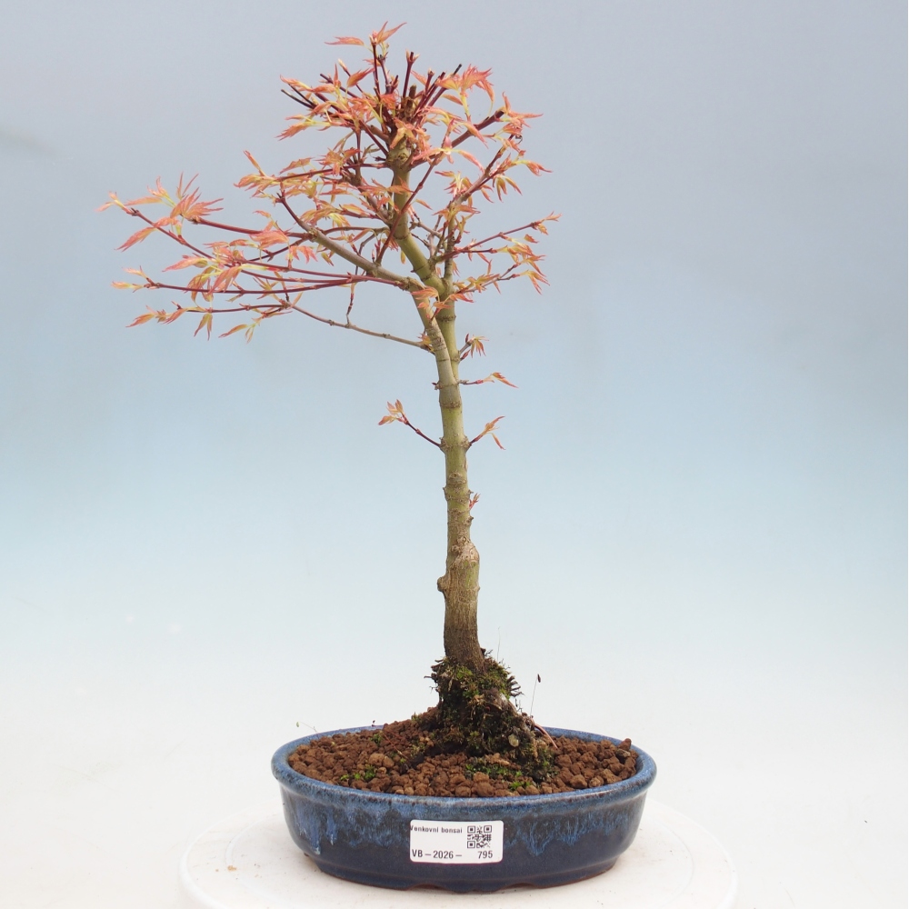 Klon pospolity - Acer palmatum Beni Tsukasa