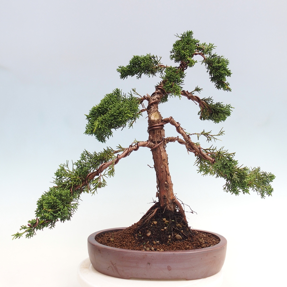 Outdoor bonsai - Juniperus chinensis Kishu - chiński jałowiec
