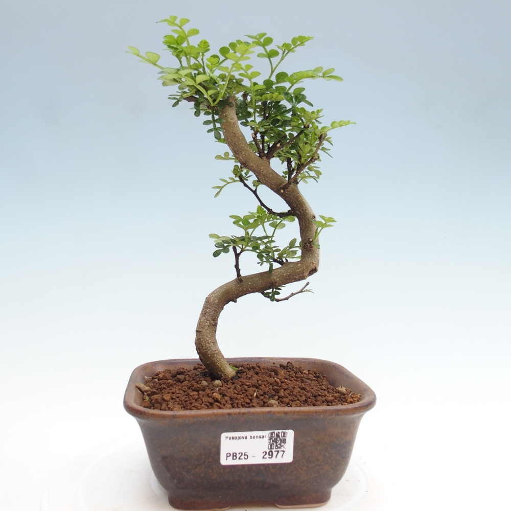 Bonsai do wnętrz - Zantoxylum piperitum - Mięta pieprzowa