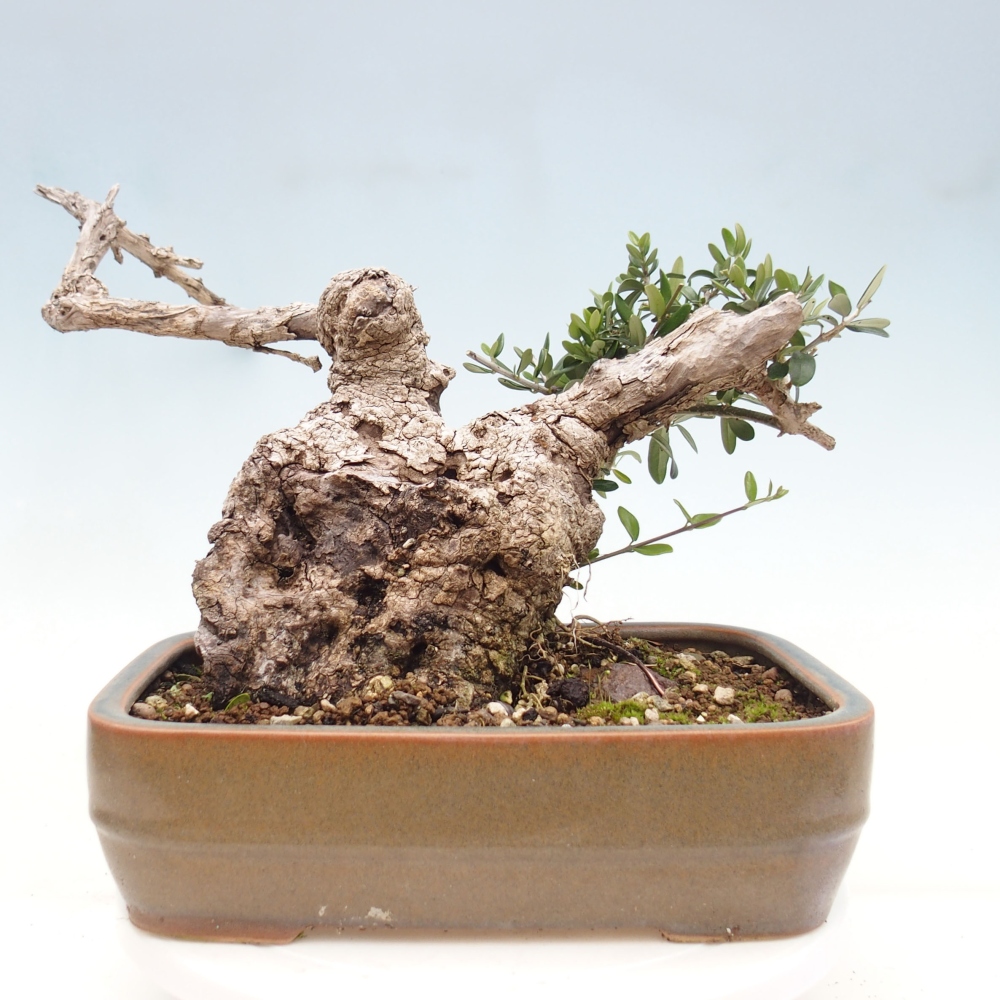 Kryte bonsai - Olea europaea sylvestris - Europejska oliwa z małych liści