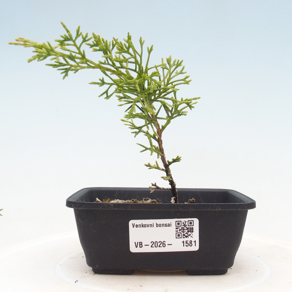 Outdoor bonsai - Juniperus chinensis Itoigawa