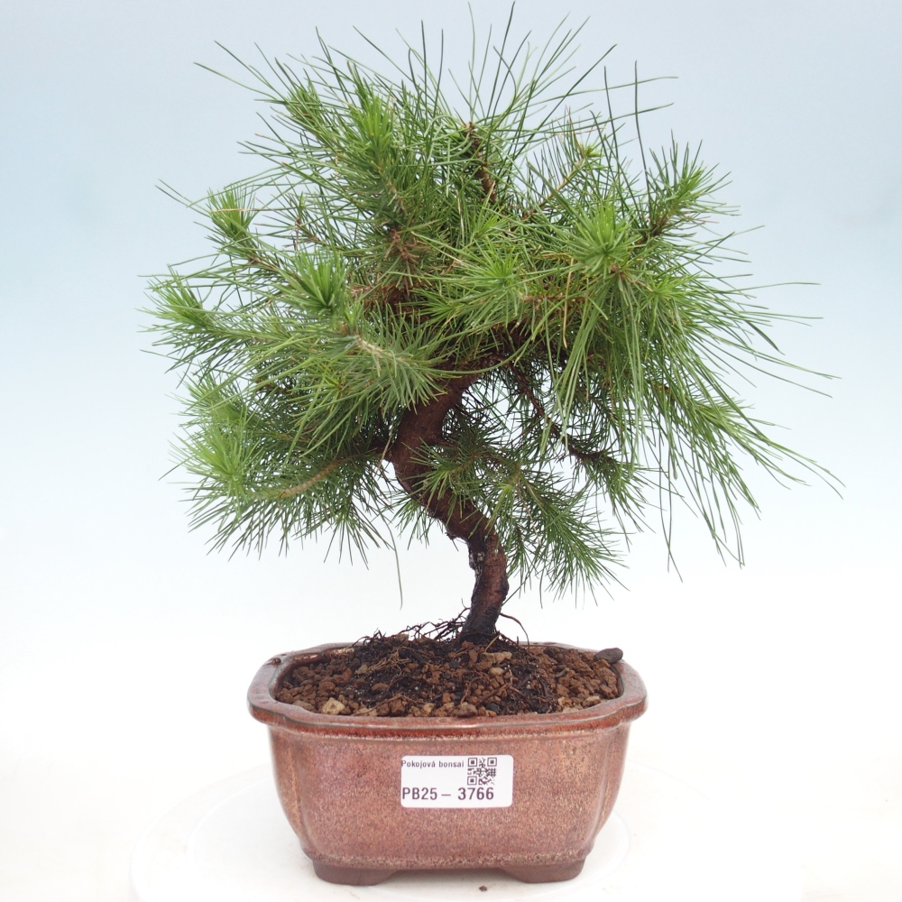 Pokój bonsai - Pinus halepensis - Sosna z Aleppo