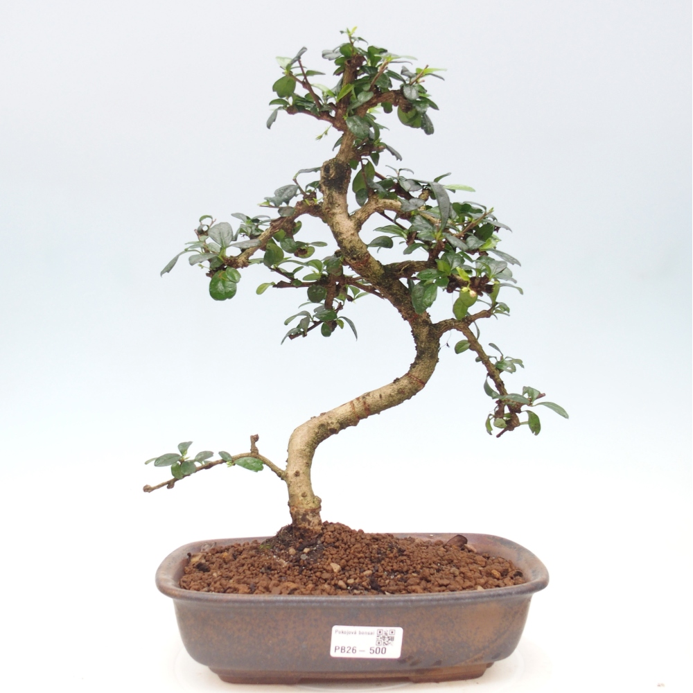 Bonsai pokojowe - Carmona macrophylla - Tea fuki