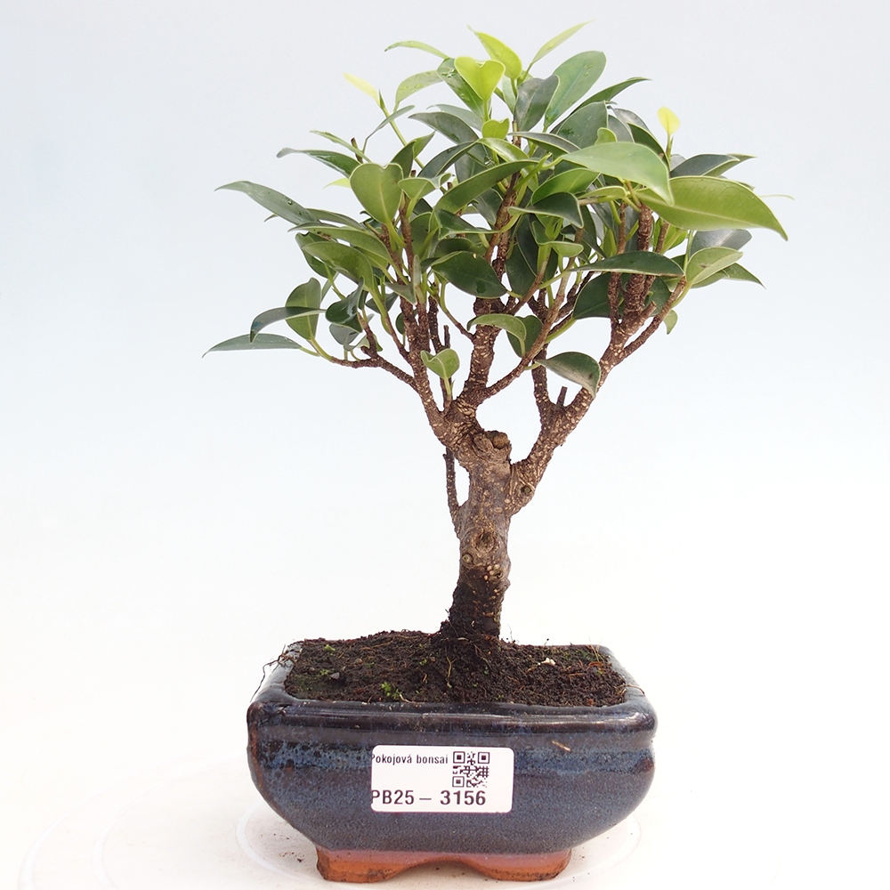 Pokój bonsai Ficus retusa kimmen
