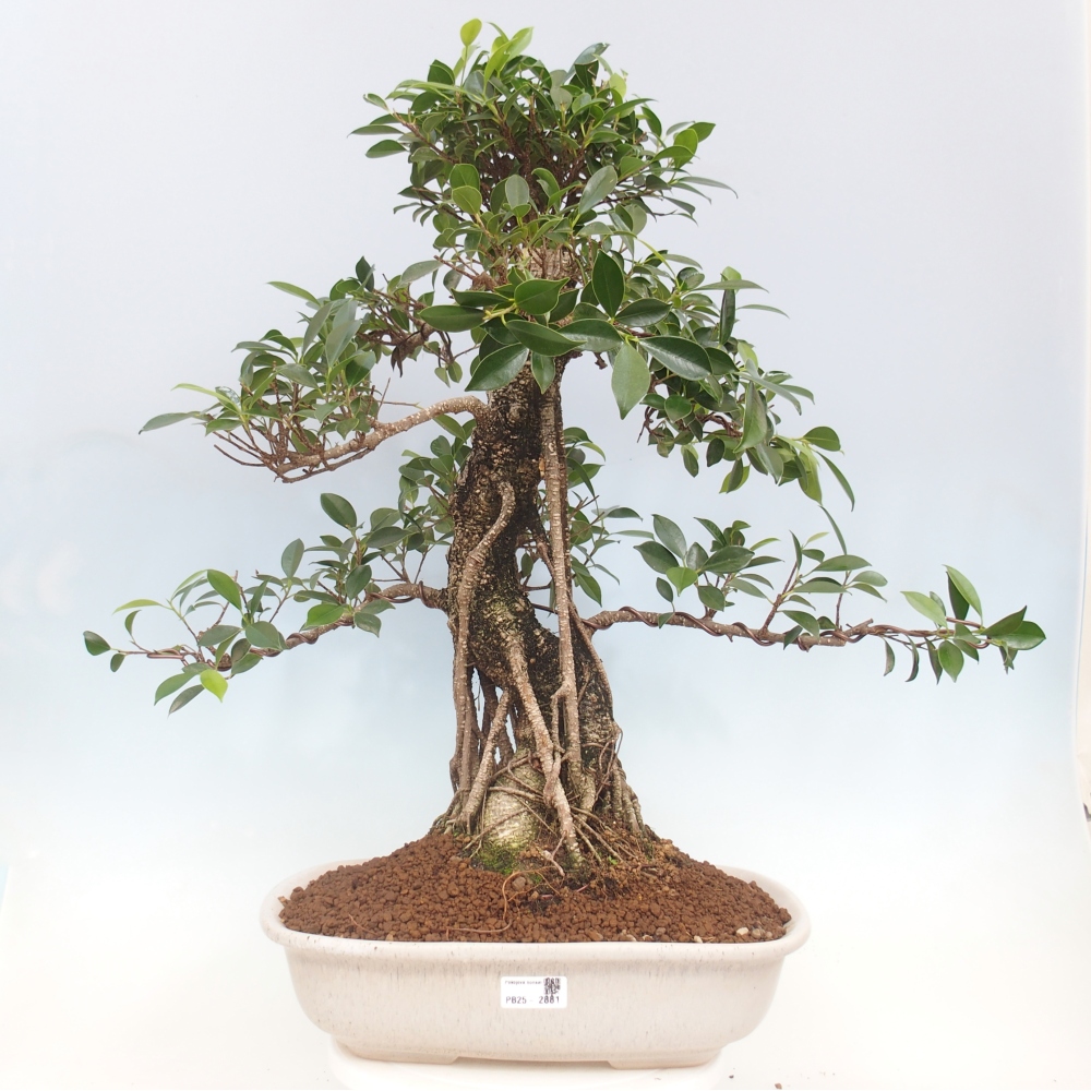 Bonsai pokojowe - Ficus kimmen - figowiec drobnolistny - WYŁĄCZNIE ODBIÓR OSOBISTY lub transport paletowy