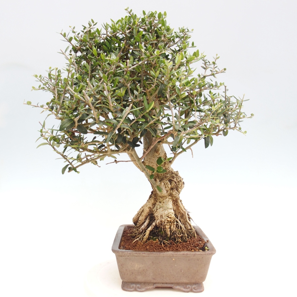 Kryte bonsai - Olea europaea sylvestris - Europejska oliwa z małych liści