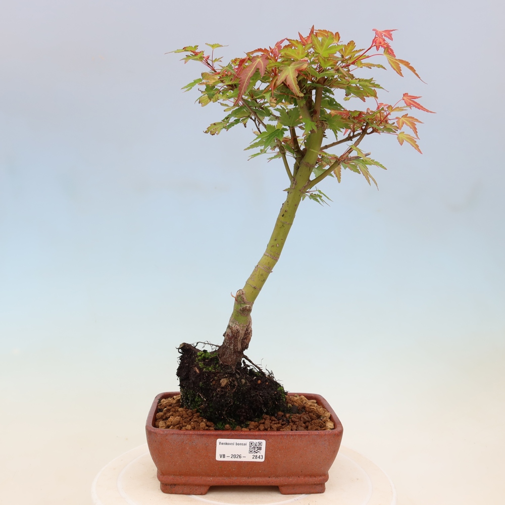 Klon pospolity - Acer palmatum Beni Tsukasa