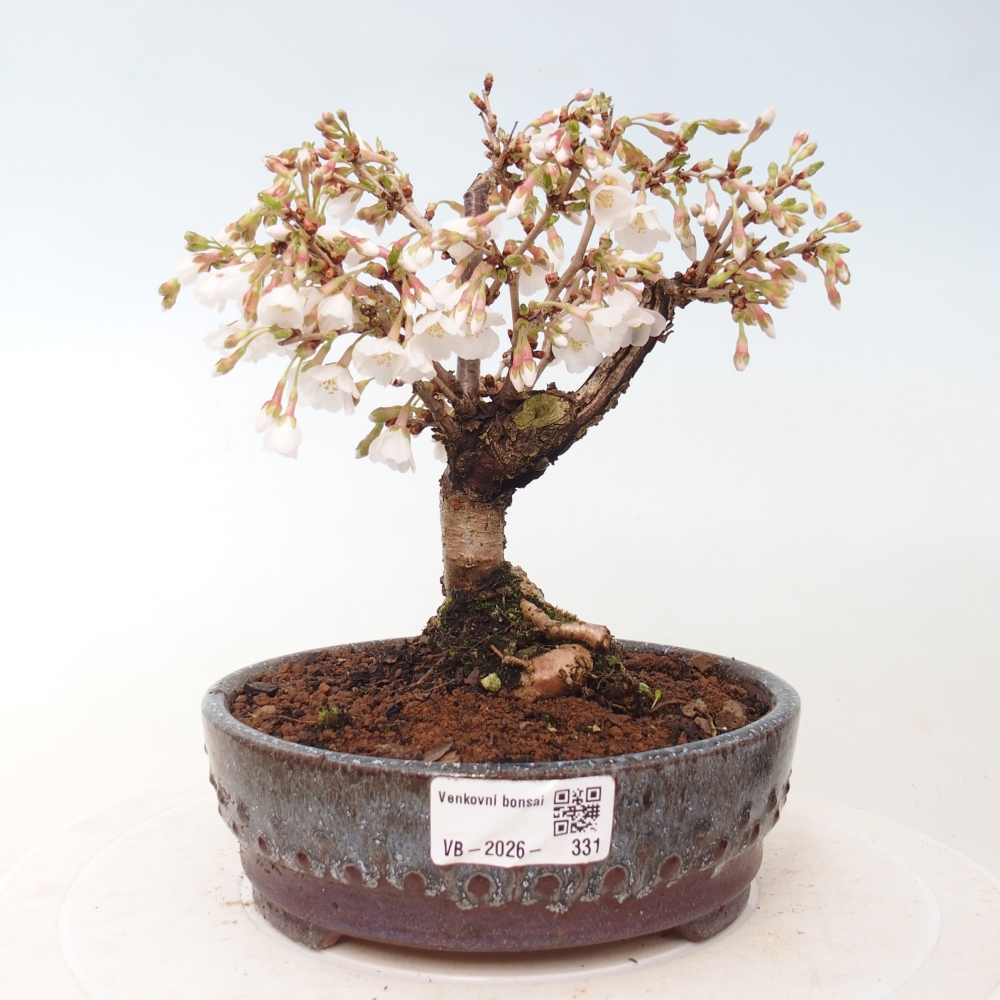 Outdoor bonsai - Prunus incisa Kojou-no mai-Plivon wycięty
