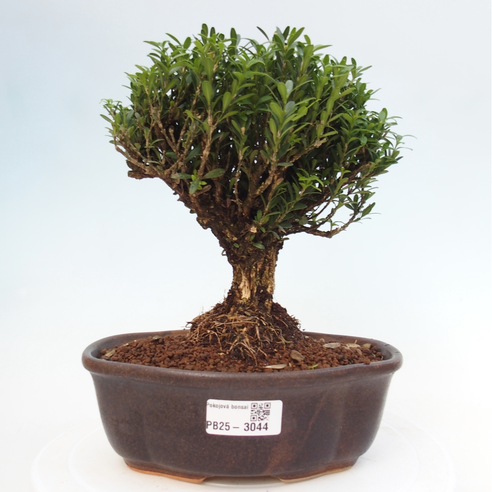 Kryty bonsai - Buxus harlandii - Bukszpan korkowy