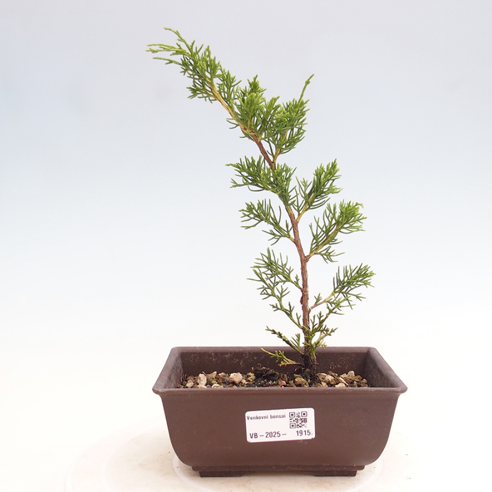 Outdoor bonsai - Juniperus chinensis Itoigawa - Jałowiec chiński