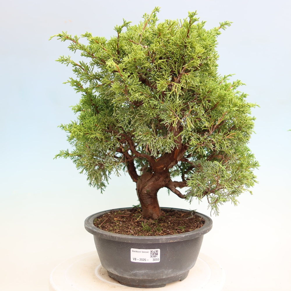 Bonsai ogrodowe – Juniperus chinensis Itoigawa – jałowiec chiński