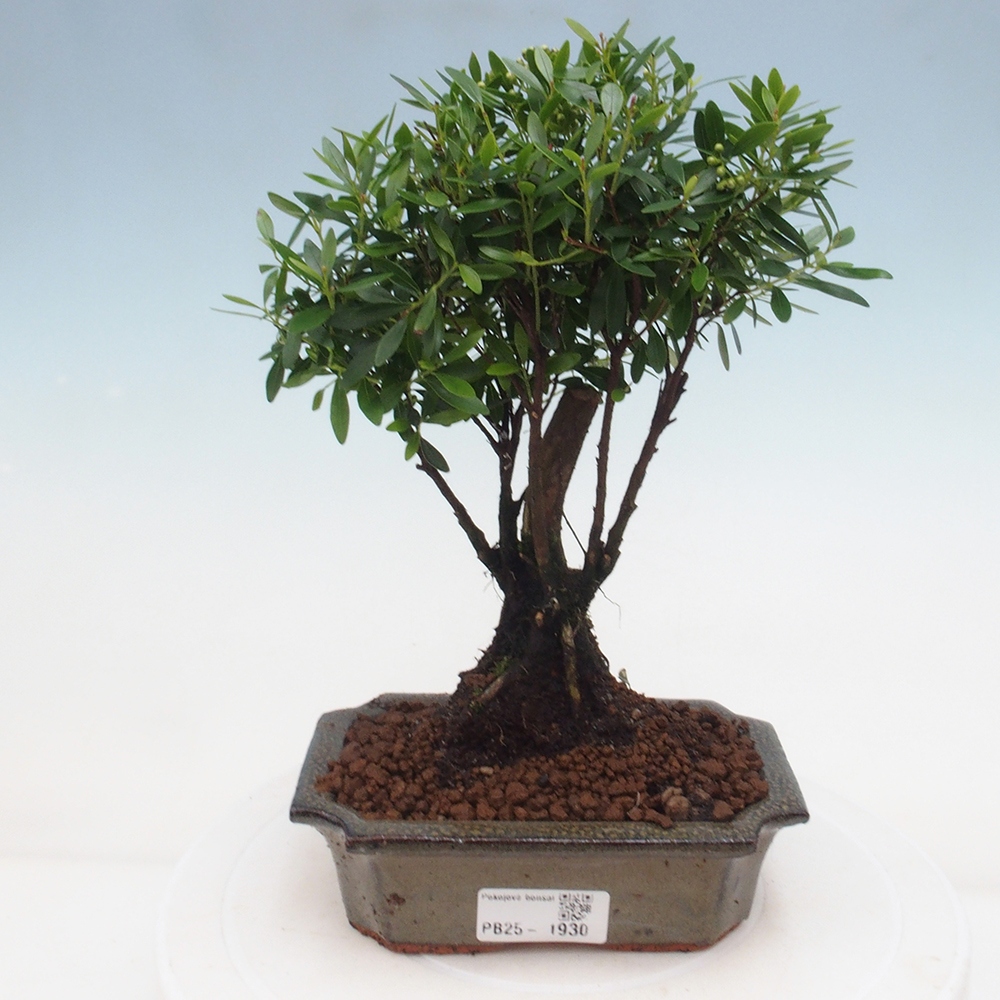 Pokój bonsai - Syzygium - Pimentovník