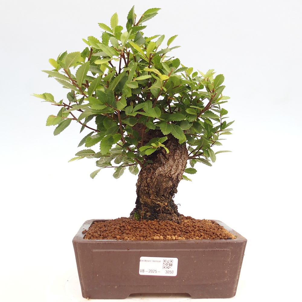 Bonsai na zewnątrz - Zelkova - Zelkova serrata