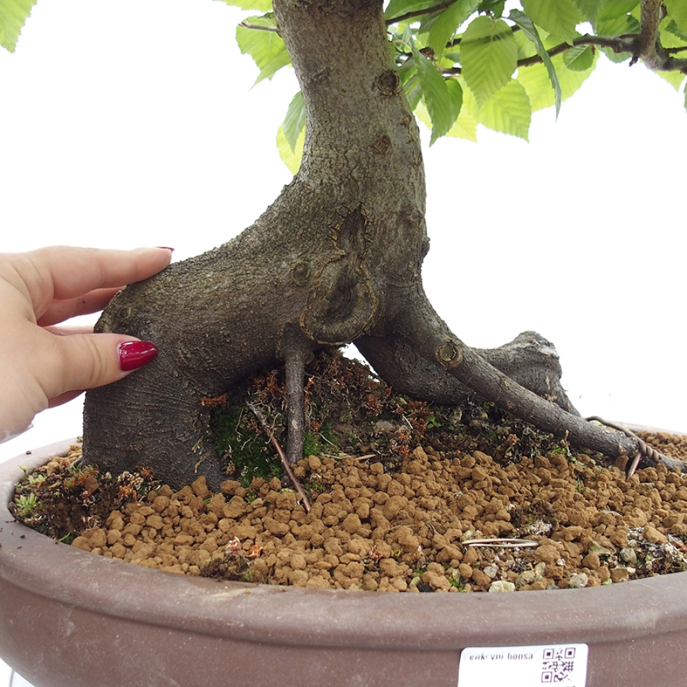 Bonsai zewnętrzne - Grab - Carpinus betulus