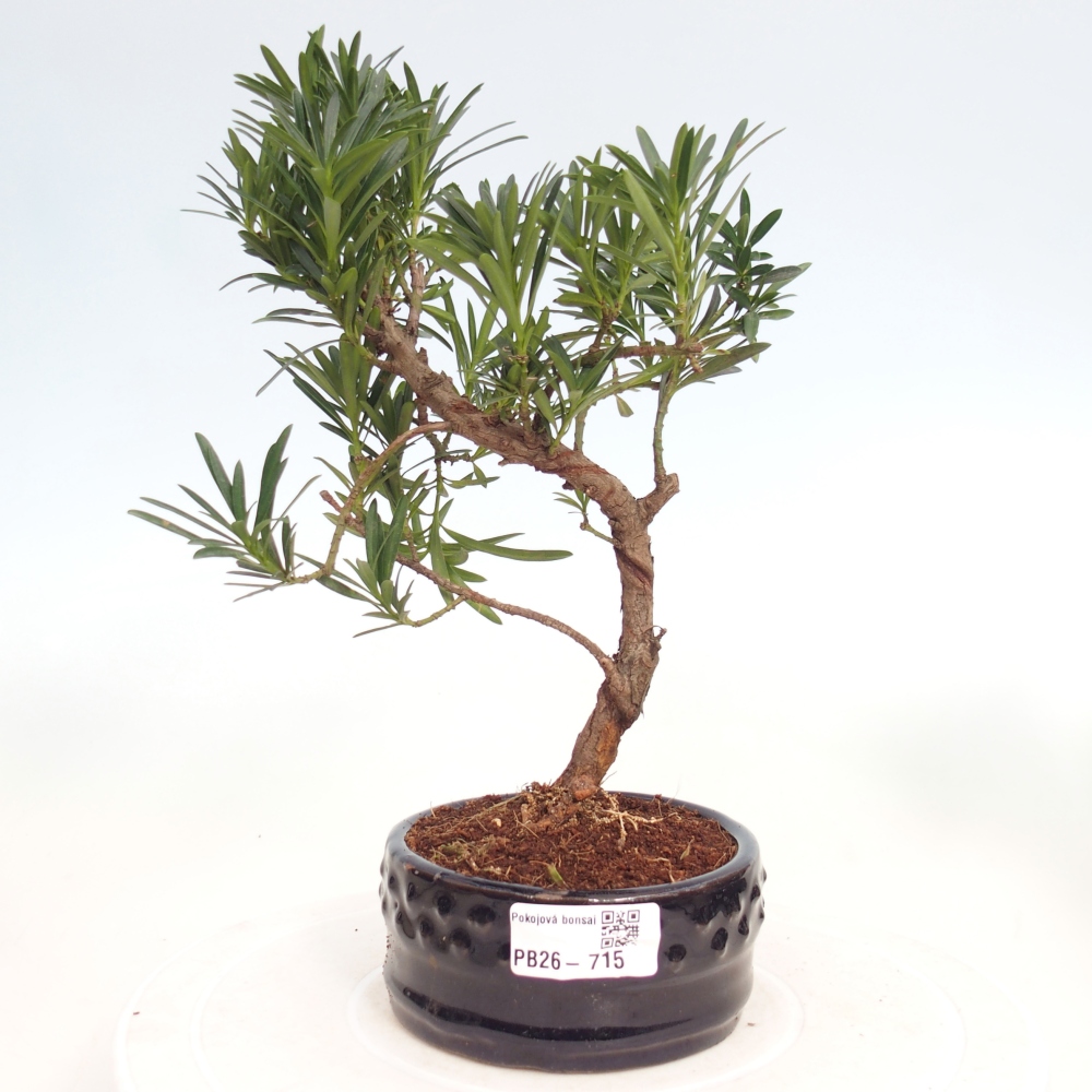 Pokój bonsai - Podocarpus - Kamienny cis