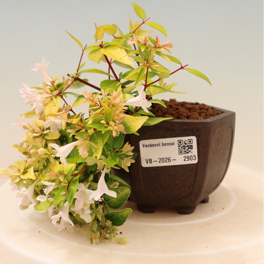 Bonsai ogrodowe – Abelia gr. Kleidoscope – Abelia wielkokwiatowa