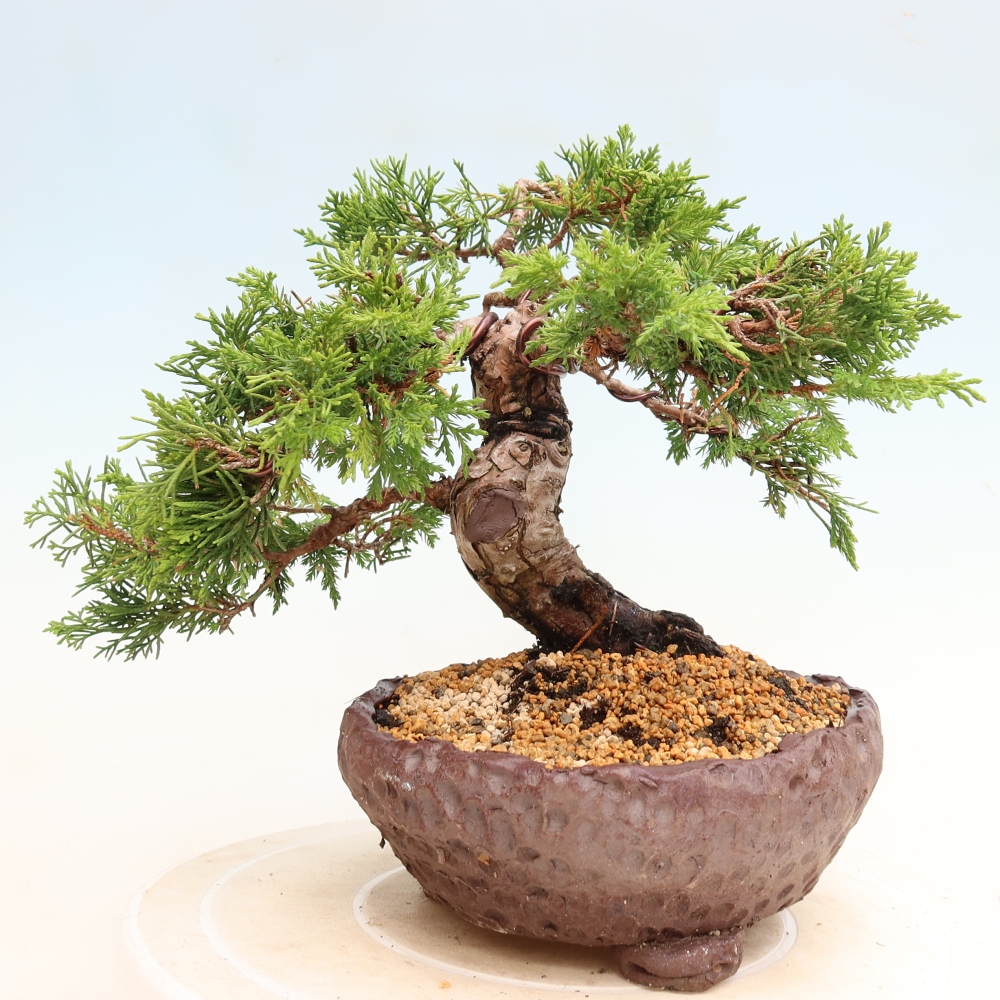 Bonsai ogrodowe – Juniperus chinensis Itoigawa – jałowiec chiński