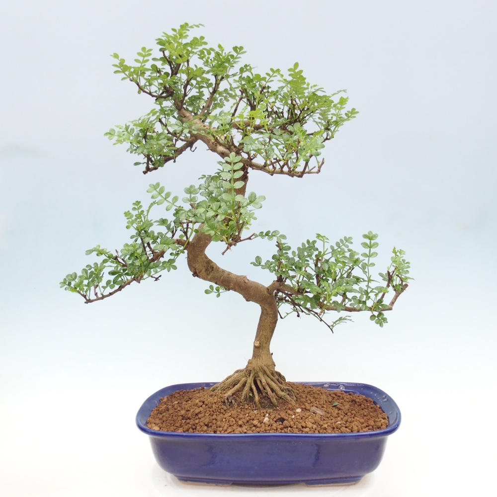 Pokój bonsai - Zantoxylum piperitum - drzewo pieprzowe