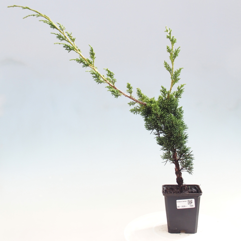 Outdoor bonsai - Juniperus chinensis Kishu