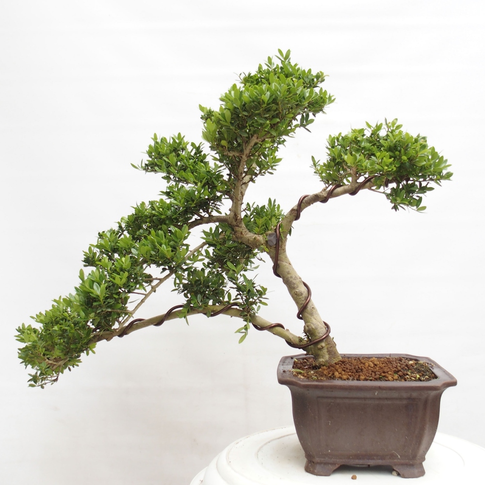 Kryty bonsai - Ilex crenata - Holly