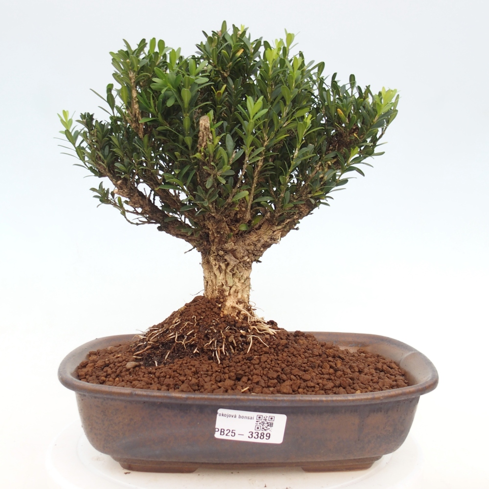 Pokój bonsai - Buxus harlandii - buxus korkowy